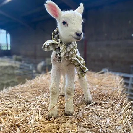 Apartment Ewe *